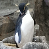 🐧ザッキー🍬