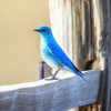 みぃの🐦