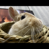 うさぎ