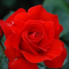 赤薔薇