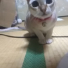 フローラ