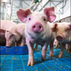 豚我道🐷🐖