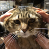 あにも