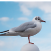 だい