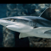 コバンザメ🦈