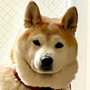 みさとくん