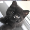 ハレルヤ🐻💓‪