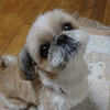 モカちゃん‎´🐕🐾