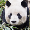 imazato🌱🐼ぽいぽいパンダ