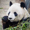 imazato🌱🐼すたんぷパンダ
