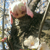 梨花ちゃま