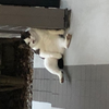 ぱぴぷぺぽ