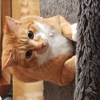 チャチャ〇