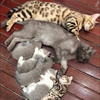 吾輩は猫っ毛がこれ1本で！あら