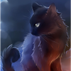 黒猫