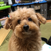 フル
