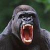 シルバーバック🦍