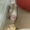 かれん推し