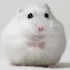 🐹