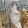 みかん428