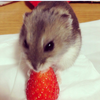 はむ🐹ゆっぴぃのMG(仮)