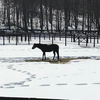 seiichi （🐴ペガ）