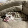 ひかる