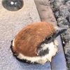 永太🦀(えいた)🌊(🍁秋のそよ風🌪️)