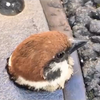 永太🦀(えいた)🌊(🍁秋のそよ風🌪️)