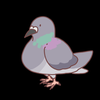 鳩