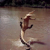 くろこだいる🐊