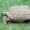 コング🐢
