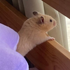 ユーザーアイコン