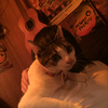 ニシテツ
