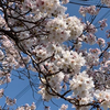 鏡宮　透輝