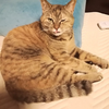 ベンガル