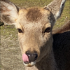 シカノスケ