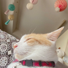サクラ
