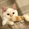 ᵀᴱᴺ ﾟ