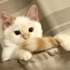 ᵀᴱᴺ。