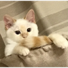 ᵀᴱᴺ。