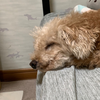 ゆきこママ