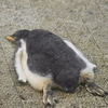 ぺんぎん的なわんこ