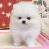 よわたろう