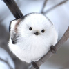 ヒロ太郎🌰🐨🍀🎀