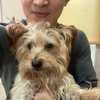愛犬ここあ