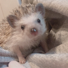 🦔なつき🦔