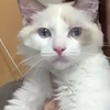 オクラ