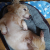 ゆかり