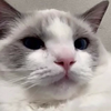 いくら